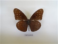 藏品(異紋紫斑蝶)的圖片